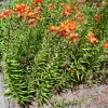 4 Large Tiger Lily Bulbs - Orange Lilies (Lilium Lancifolium Splendens) Size 14-16cm - Image 1