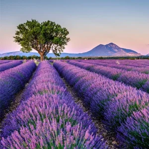 4 Pack Mix Lavender Live Starter Plants - Lavandula Perennial Plugs, 4-6 Inch Tall - Image 5