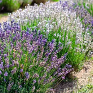 4 Pack Mix Lavender Live Starter Plants - Lavandula Perennial Plugs, 4-6 Inch Tall - Image 6