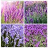 4 Pack Mix Lavender Live Starter Plants - Lavandula Perennial Plugs, 4-6 Inch Tall - Image 1