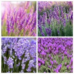 4 Pack Mix Lavender Live Starter Plants - Lavandula Perennial Plugs, 4-6 Inch Tall - Image 1