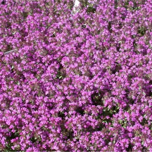 4000 Creeping Thyme Seeds - Groundcover, Perennial, Thymus Serpyllum - Image 3