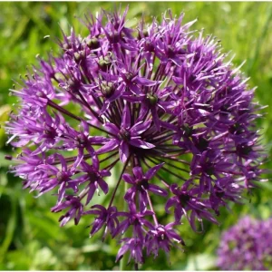 5 Giant Allium Gladiator Bulbs - Violet-Purple Flowers, 3-4 ft Tall - Image 2