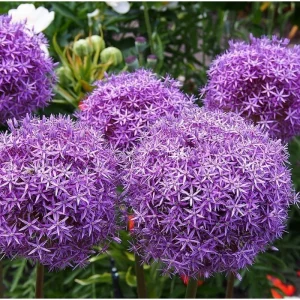 5 Giant Allium Gladiator Bulbs - Violet-Purple Flowers, 3-4 ft Tall - Image 3