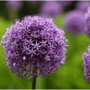 5 Giant Allium Gladiator Bulbs - Violet-Purple Flowers, 3-4 ft Tall - Image 4