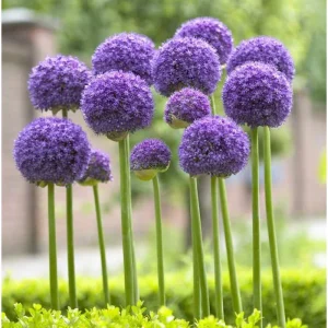 5 Giant Allium Gladiator Bulbs - Violet-Purple Flowers, 3-4 ft Tall - Image 5