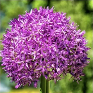 5 Giant Allium Gladiator Bulbs - Violet-Purple Flowers, 3-4 ft Tall - Image 6