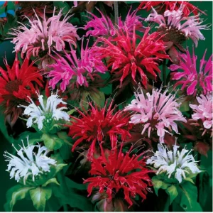 50+ Bee Balm Seeds - Mixed Colorful Monarda Wild Bergamot Seeds - Image 2
