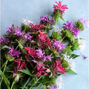 50+ Bee Balm Seeds - Mixed Colorful Monarda Wild Bergamot Seeds - Image 3