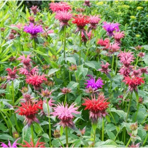 50+ Bee Balm Seeds - Mixed Colorful Monarda Wild Bergamot Seeds - Image 4