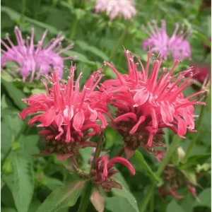 50+ Bee Balm Seeds - Mixed Colorful Monarda Wild Bergamot Seeds - Image 5