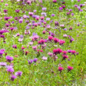 50+ Bee Balm Seeds - Mixed Colorful Monarda Wild Bergamot Seeds - Image 6