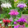 50+ Bee Balm Seeds - Mixed Colorful Monarda Wild Bergamot Seeds - Image 1
