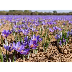 50 Saffron Crocus Sativus Seeds – Autumn Crocus Seeds for Planting – Purple Blooms - Image 2