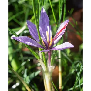 50 Saffron Crocus Sativus Seeds – Autumn Crocus Seeds for Planting – Purple Blooms - Image 3