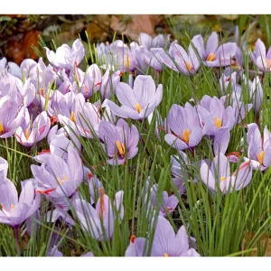 50 Saffron Crocus Sativus Seeds – Autumn Crocus Seeds for Planting – Purple Blooms - Image 4