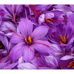 50 Saffron Crocus Sativus Seeds – Autumn Crocus Seeds for Planting – Purple Blooms - Image 5