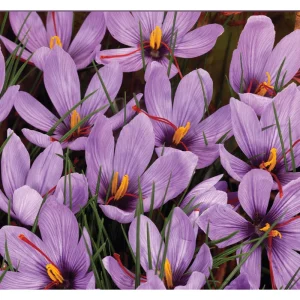 50 Saffron Crocus Sativus Seeds – Autumn Crocus Seeds for Planting – Purple Blooms - Image 6