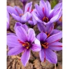 50 Saffron Crocus Sativus Seeds – Autumn Crocus Seeds for Planting – Purple Blooms - Image 1