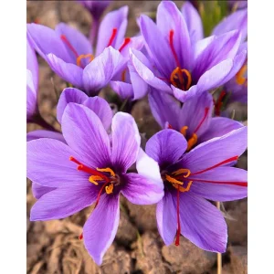 50 Saffron Crocus Sativus Seeds – Autumn Crocus Seeds for Planting – Purple Blooms - Image 1