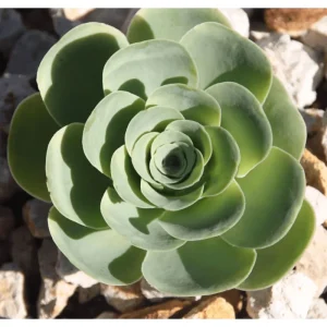 50 Seeds - Greenovia Aurea Mountain Rose Succulent Seeds - Rare Indoor/Outdoor - Image 6