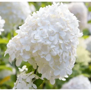 50 White Hydrangea Seeds - Oakleaf Hydrangea Quercifolia for Planting - Image 2