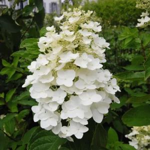 50 White Hydrangea Seeds - Oakleaf Hydrangea Quercifolia for Planting - Image 3