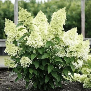 50 White Hydrangea Seeds - Oakleaf Hydrangea Quercifolia for Planting - Image 4