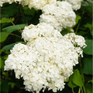 50 White Hydrangea Seeds - Oakleaf Hydrangea Quercifolia for Planting - Image 5
