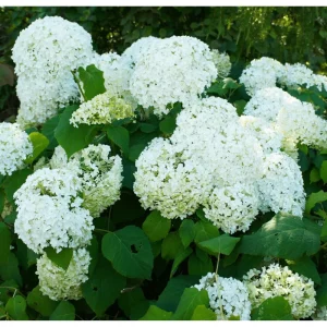 50 White Hydrangea Seeds - Oakleaf Hydrangea Quercifolia for Planting - Image 6