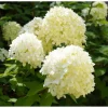 50 White Hydrangea Seeds - Oakleaf Hydrangea Quercifolia for Planting - Image 1