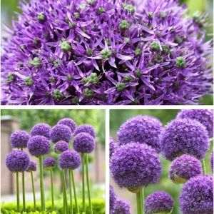 500 Giant Allium Seeds for Planting - Purple Allium Flowers - Image 4
