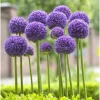 500 Giant Allium Seeds for Planting - Purple Allium Flowers - Image 1