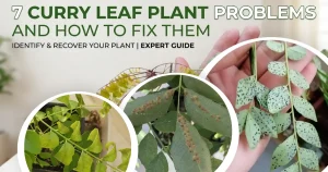 7 Common Curry Leaf Plant Problems