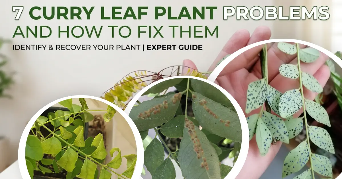 7 Common Curry Leaf Plant Problems