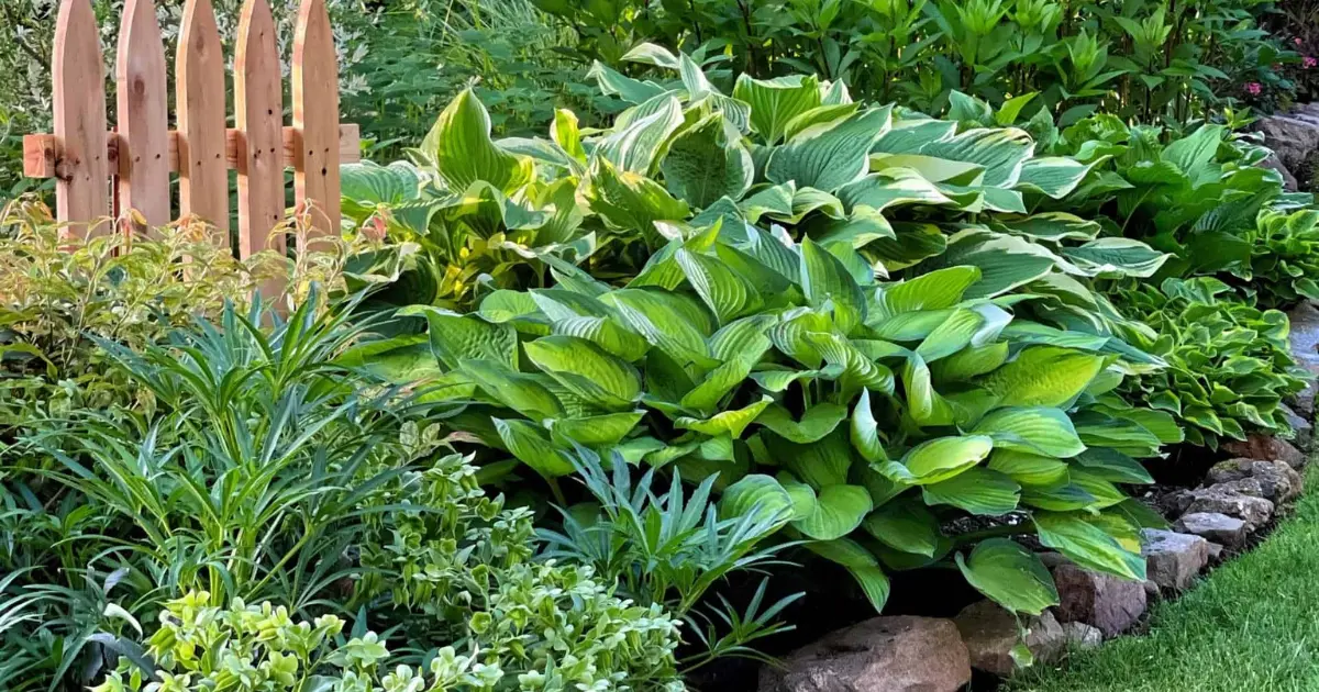 Best Shade-Loving Perennials for a Lush, Vibrant Garden