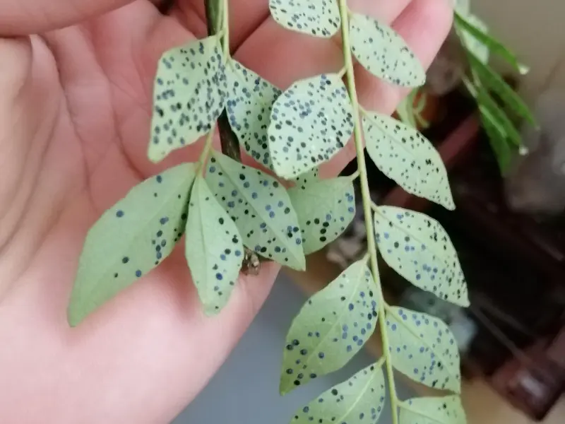 Black spots on curry leaf plant leaves fungal infection