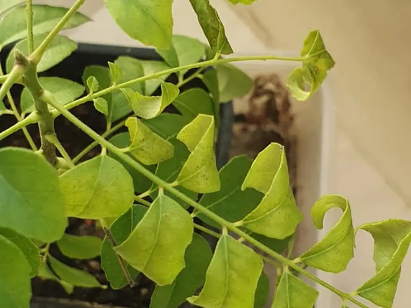 Curling or Distorted curry Leaves
