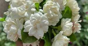 Grand Duke of Tuscany Jasmine care