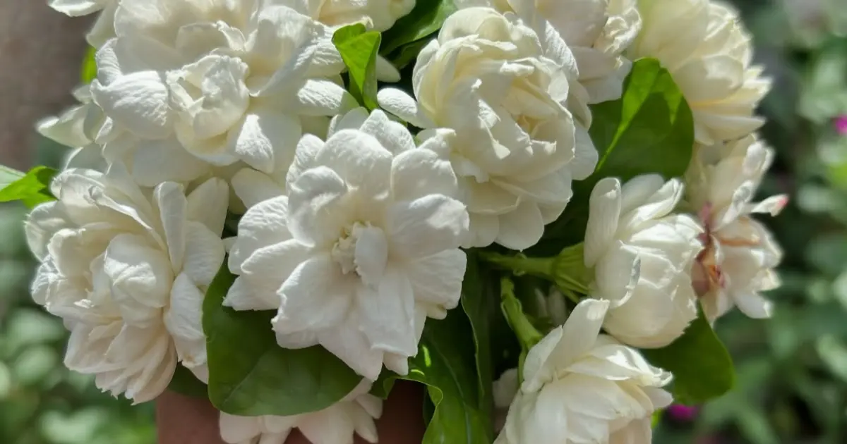 Grand Duke of Tuscany Jasmine care