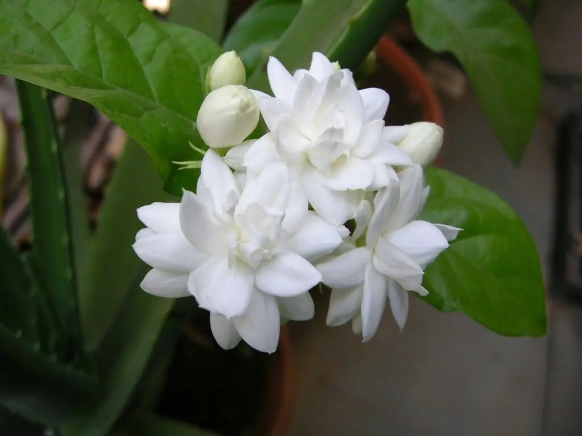 Grand Duke of Tuscany Jasmine flowers