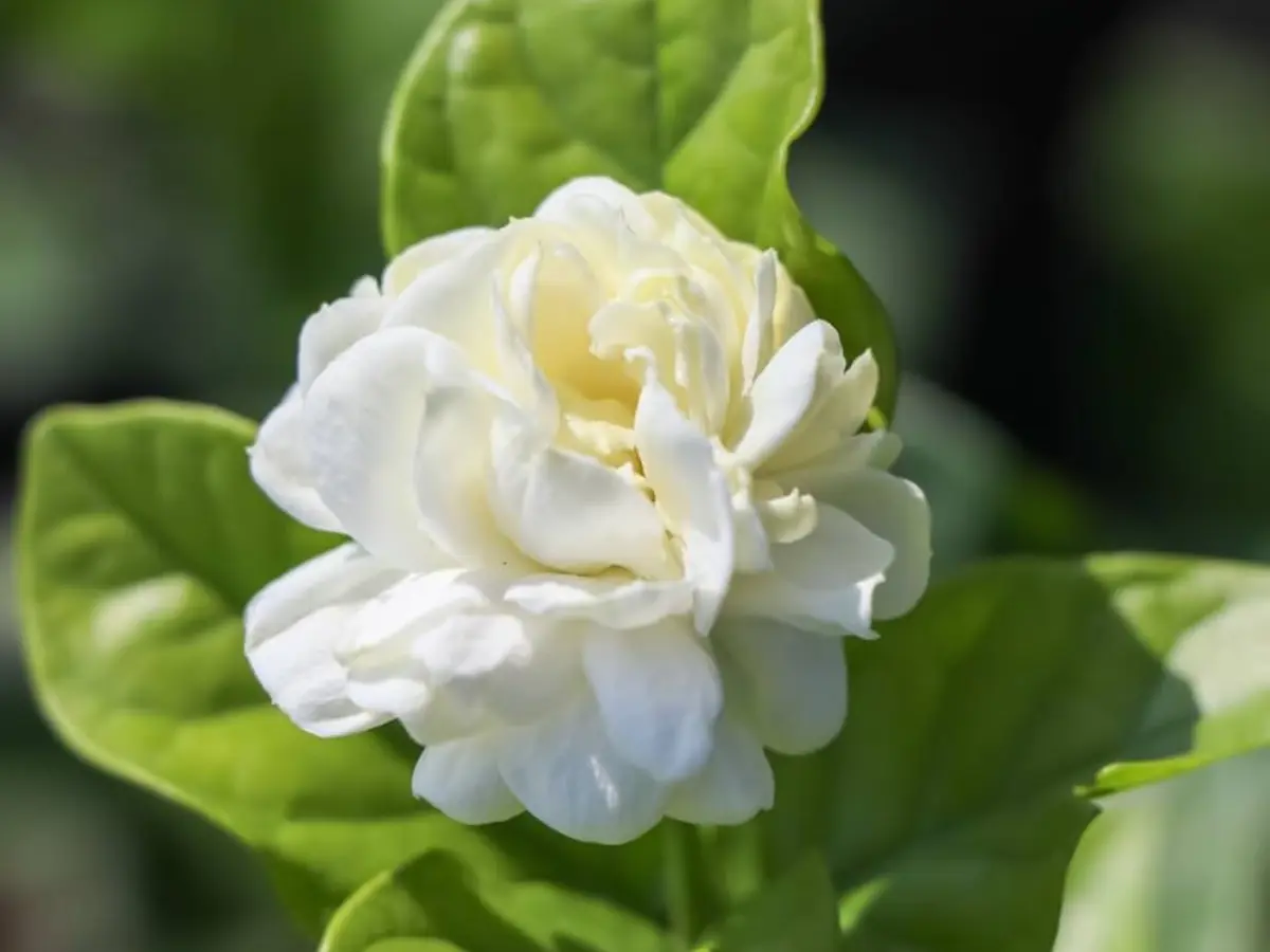 Grand Duke of Tuscany Jasmine