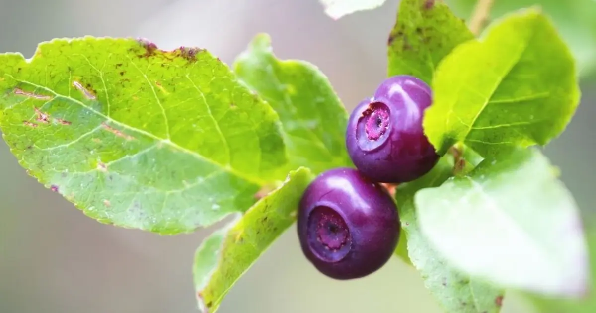 Wild Huckleberry (Photo courtesy of U.S. Forest Service)