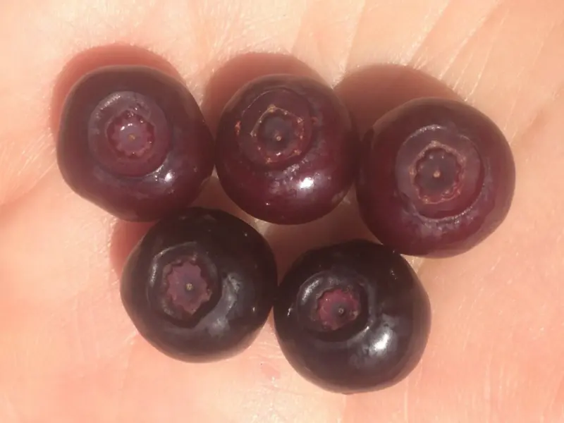 Wild Huckleberry fruits