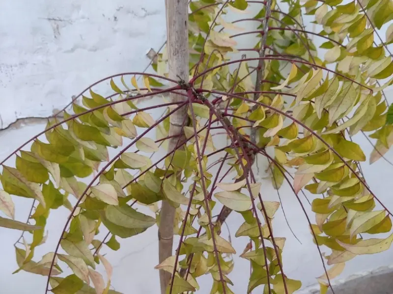 Yellow curry leaf plant losing leaves due to magnesium deficiency