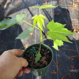 Abutilon Orange Tiger Live Plant - Bell Hibiscus Starter, 4-6 Inch Tall - Image 10