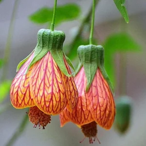 Abutilon Orange Tiger Live Plant - Bell Hibiscus Starter, 4-6 Inch Tall - Image 2