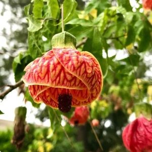 Abutilon Orange Tiger Live Plant - Bell Hibiscus Starter, 4-6 Inch Tall - Image 4