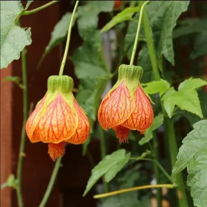 Abutilon Orange Tiger Live Plant - Bell Hibiscus Starter, 4-6 Inch Tall - Image 5
