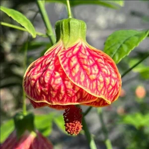 Abutilon Orange Tiger Live Plant - Bell Hibiscus Starter, 4-6 Inch Tall - Image 7